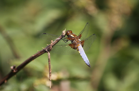Plattbauch (Libellula depressa) - © Emanuel Trummer